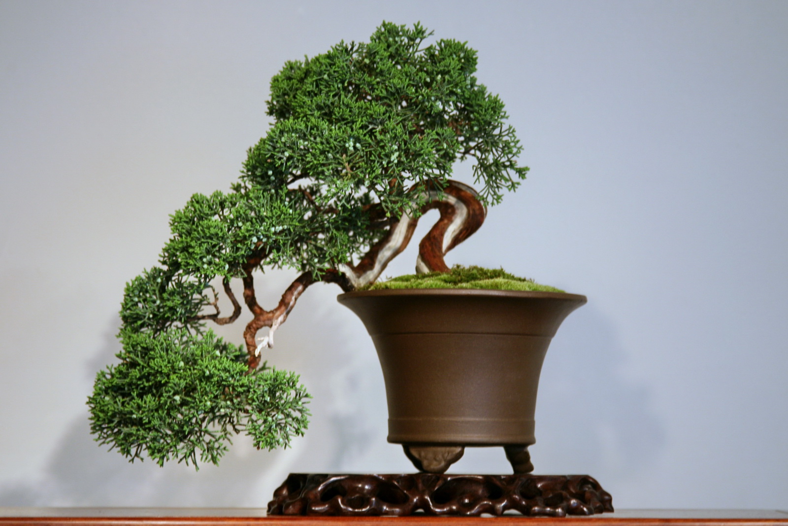 a bonsai tree is in a brown pot