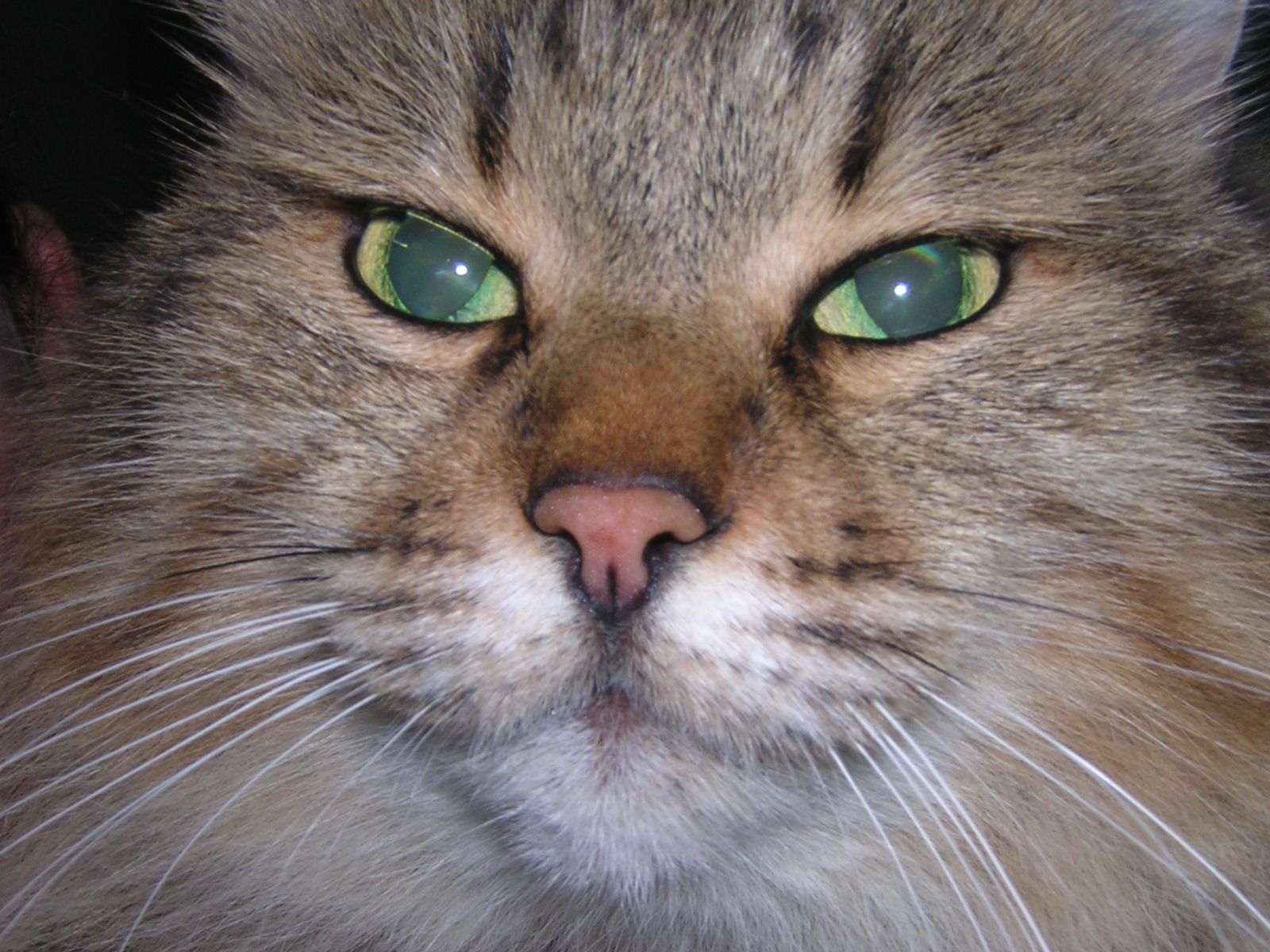 this is an image of a fluffy cat with green eyes