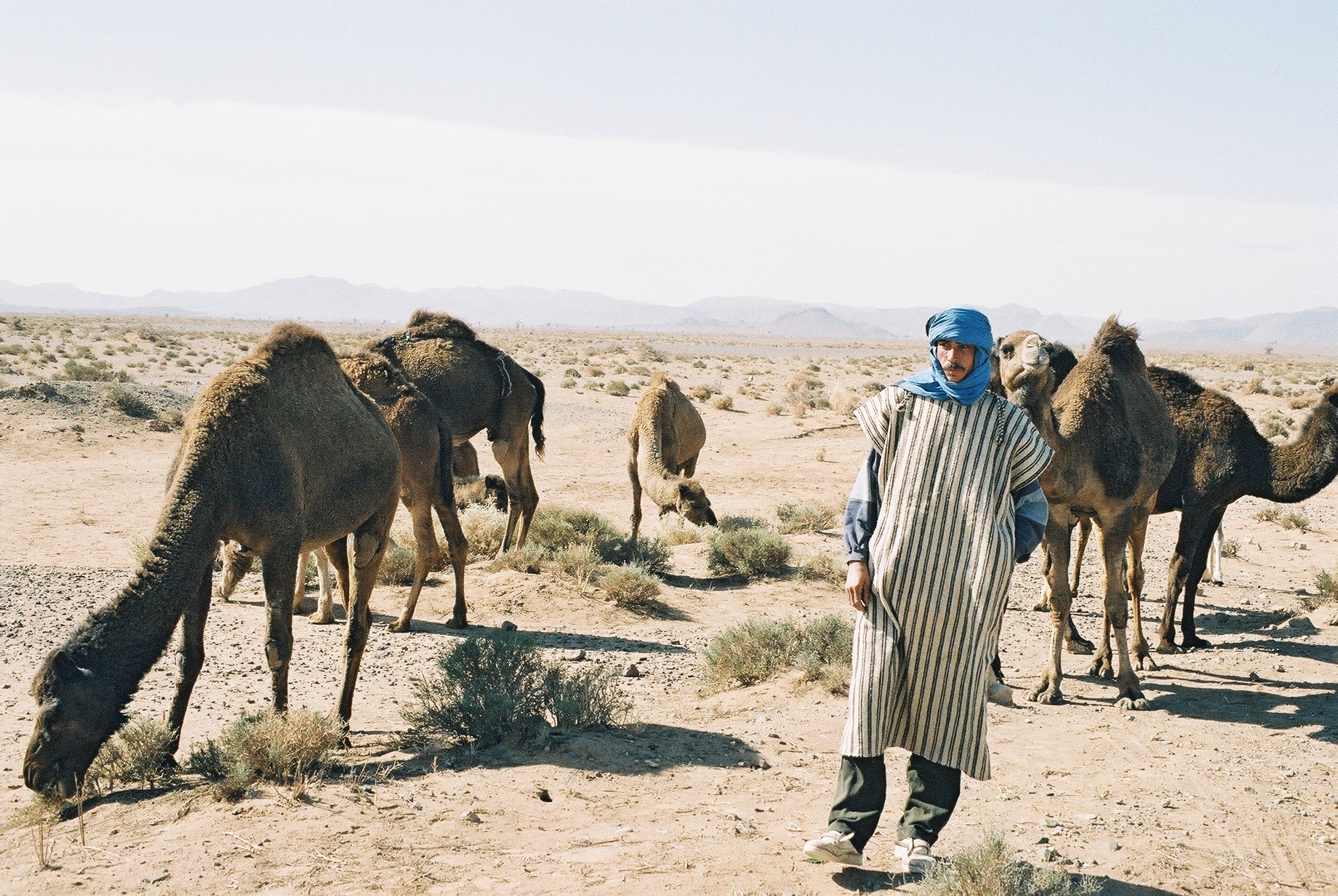 a man standing in the desert by several camels