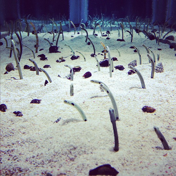 an underwater scene of fish swim among seaweed and sea glass