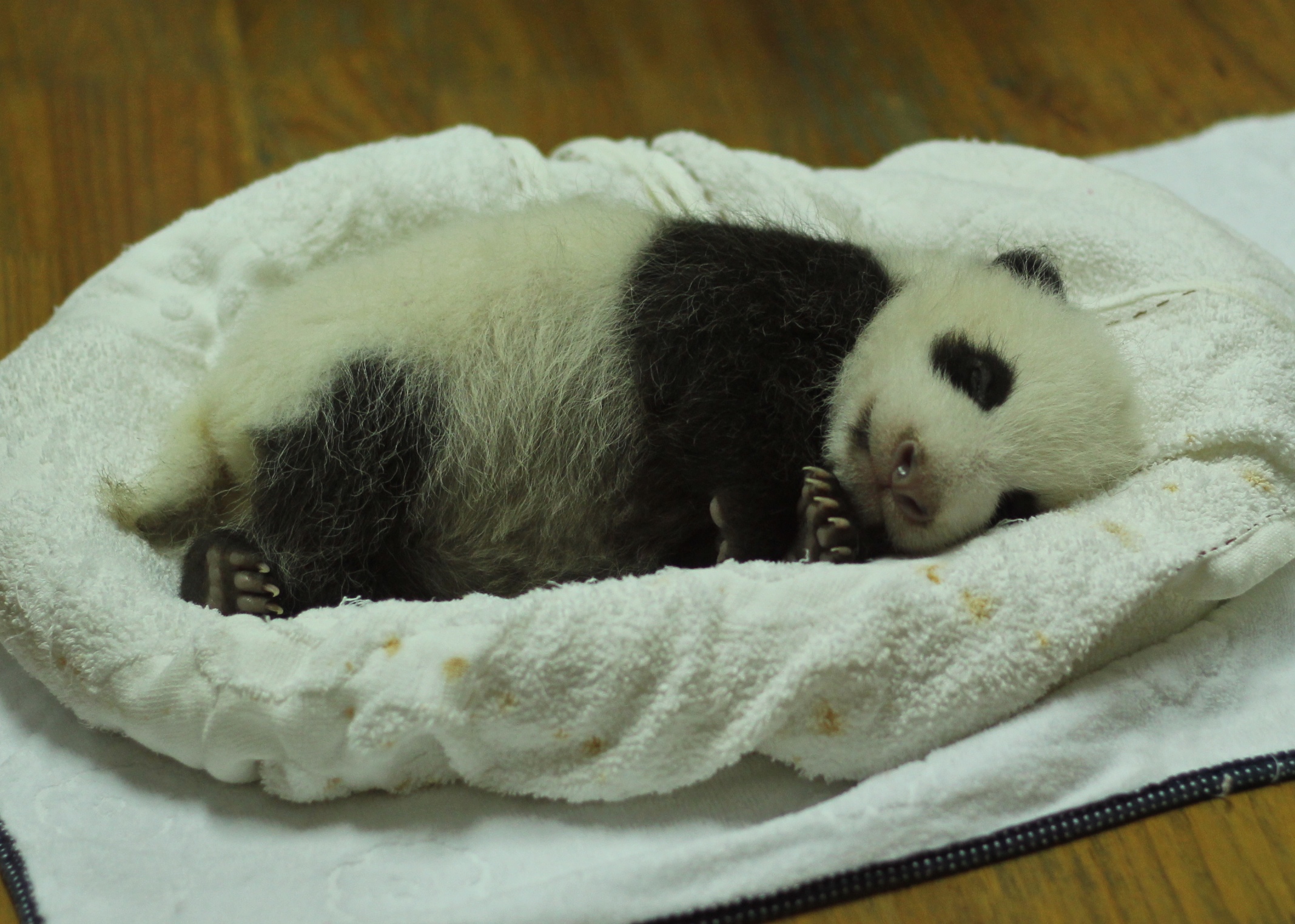 the baby panda bear is laying in its bed