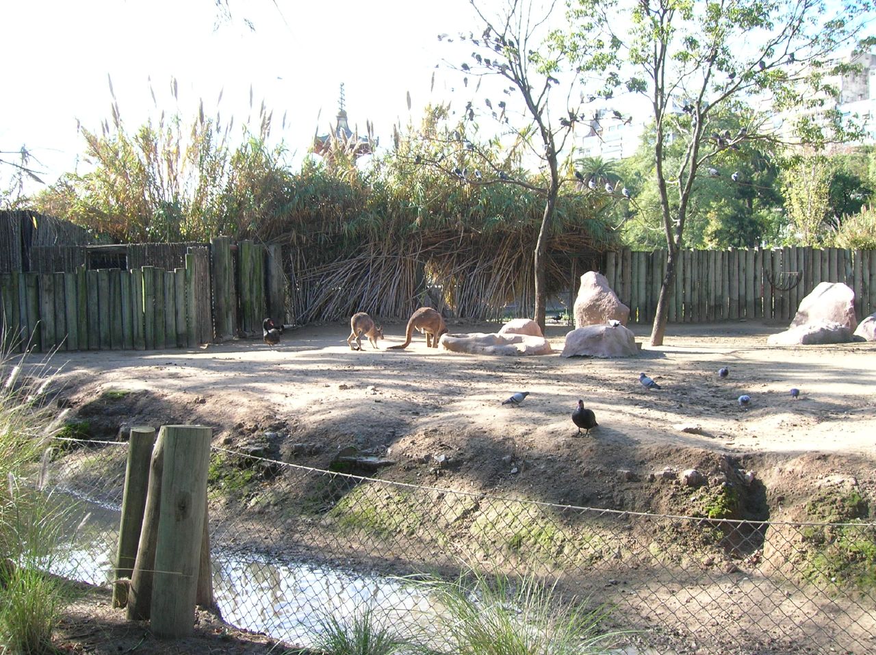 animals in a cage in an enclosure next to water