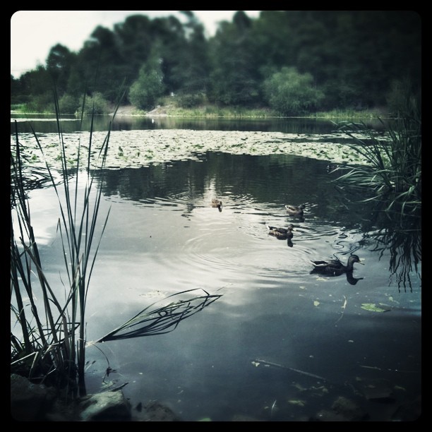ducks swimming on the lake during the day