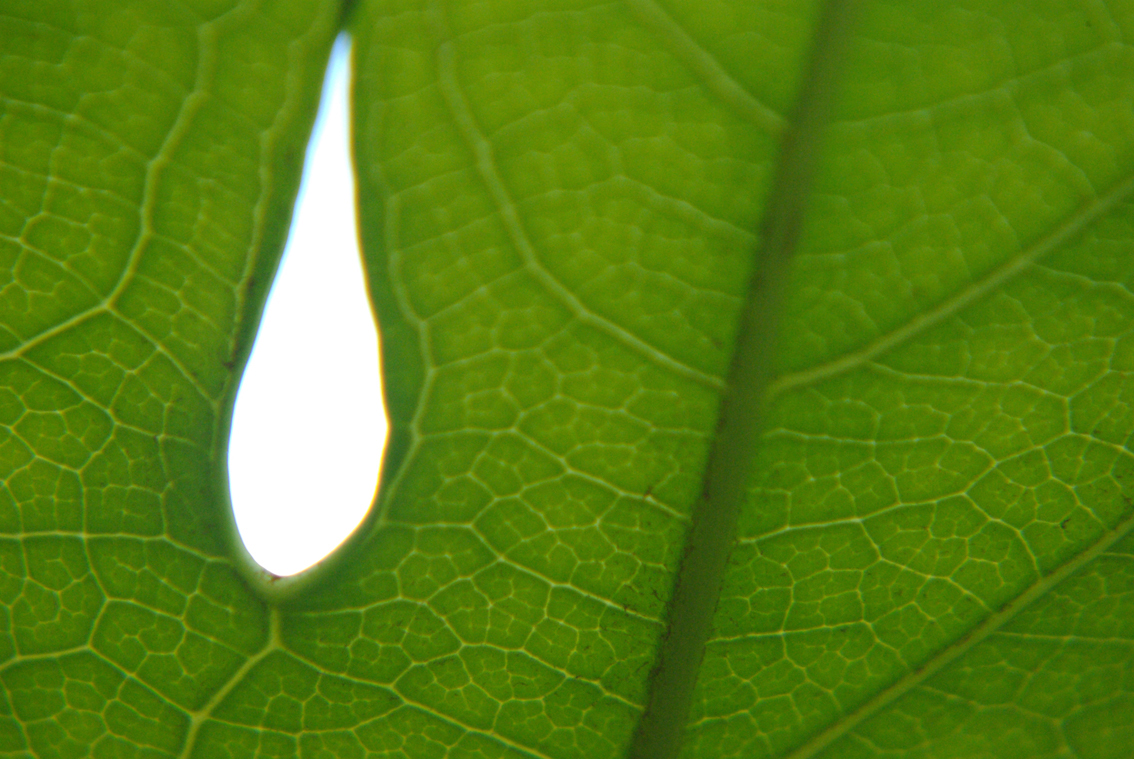 a po taken in the center of a leaf