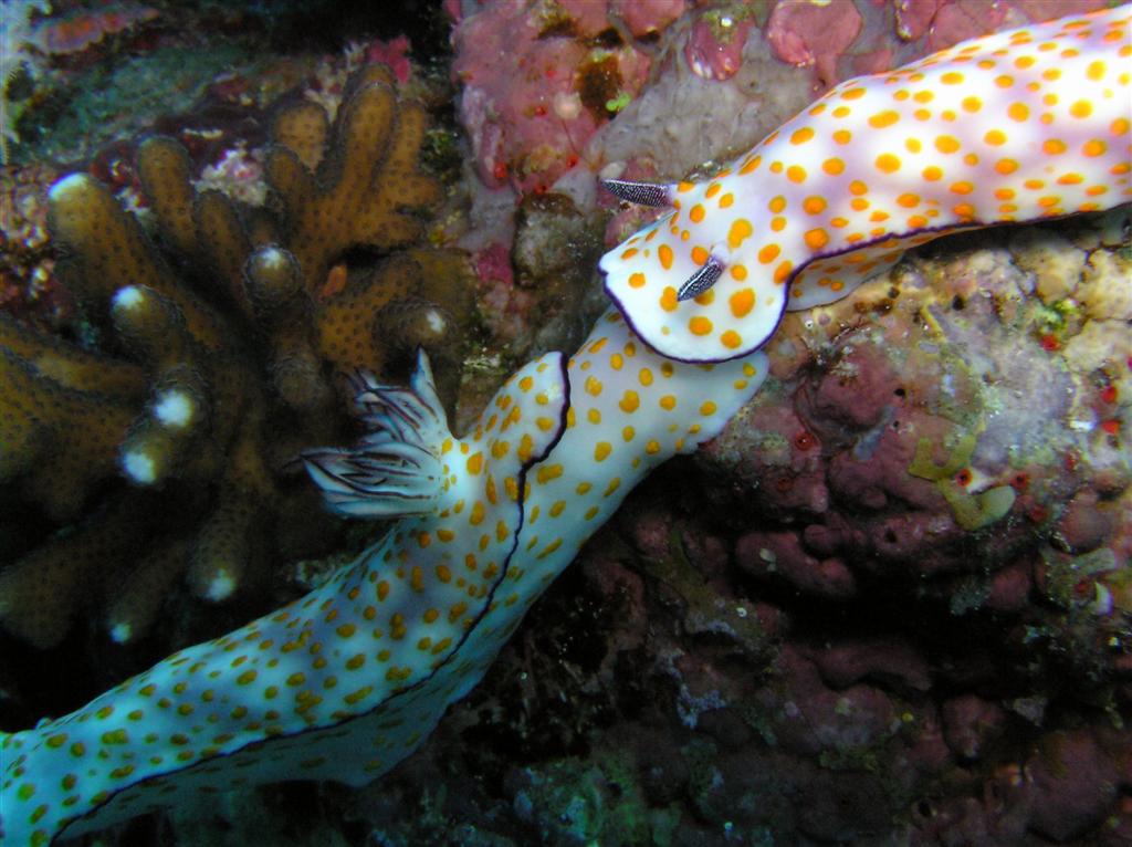 a spotted fish in some water next to an orange and white spongefish