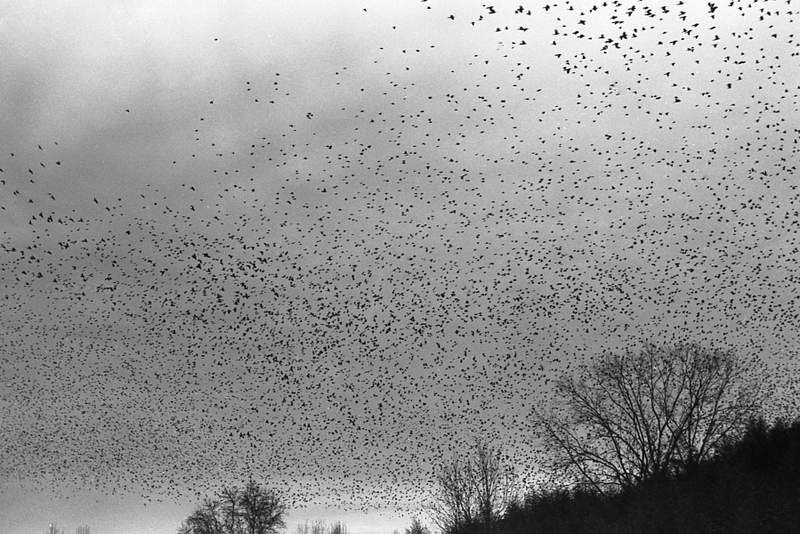 the image shows a flock of birds flying in the air