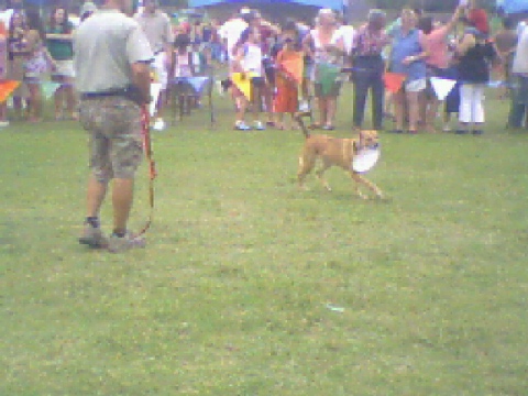two brown dogs running in a large crowd