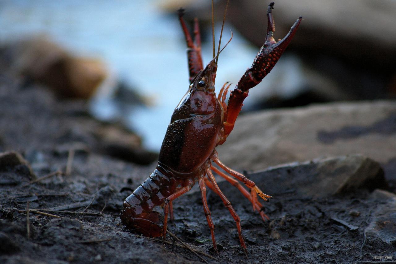 a large, brown and black lobster on a rocky beach