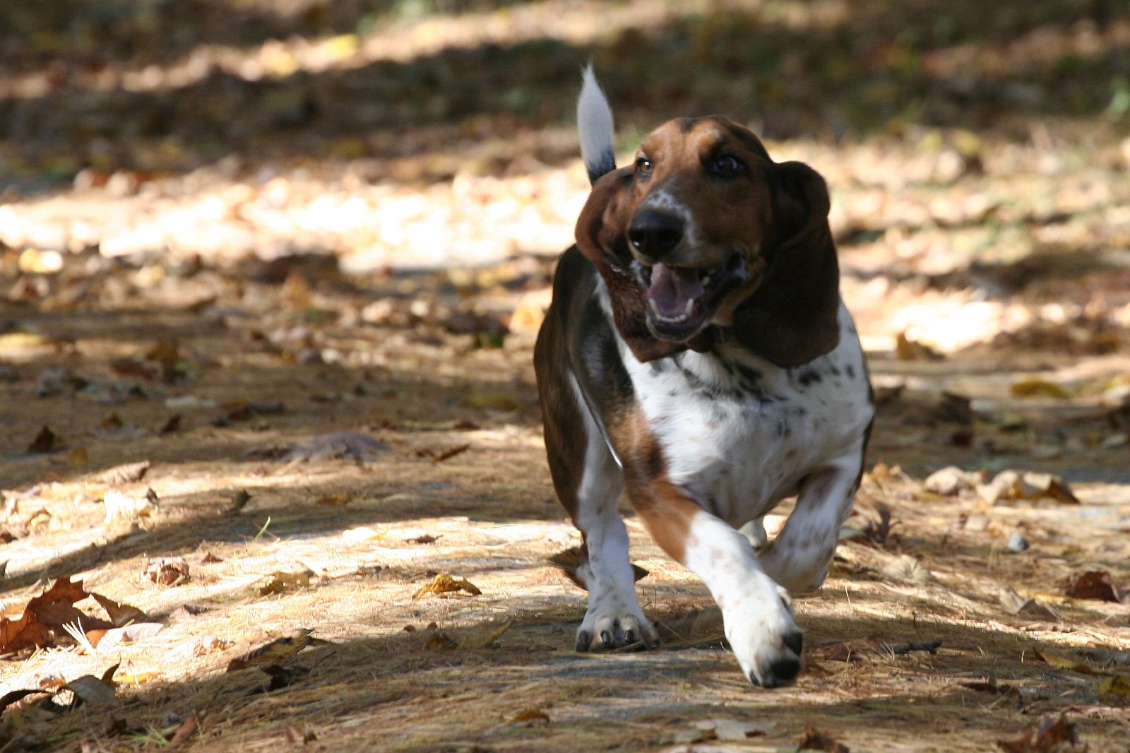 a brown and white dog running on dirt with leaves