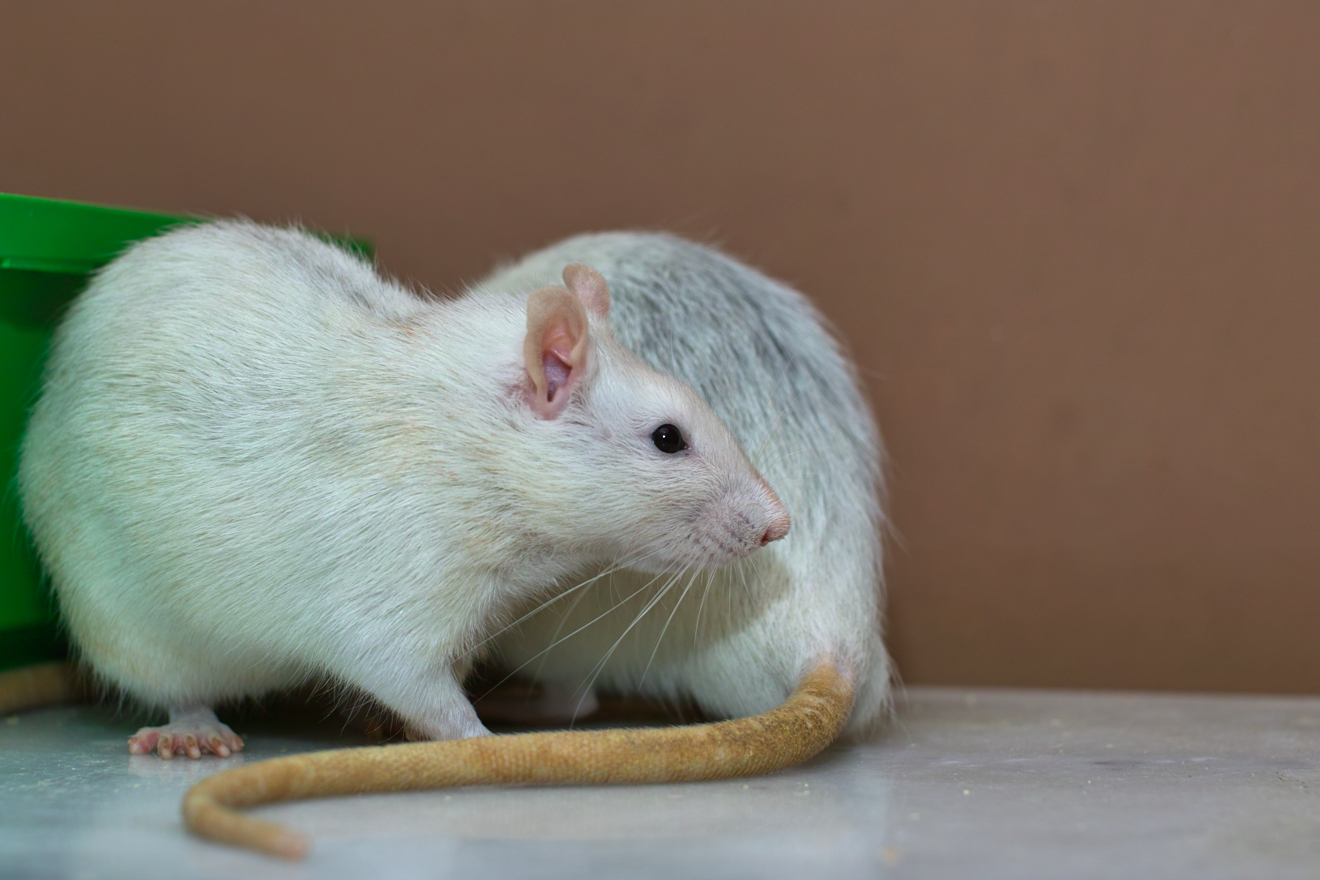 white rat with a long tail on a table next to a green wall