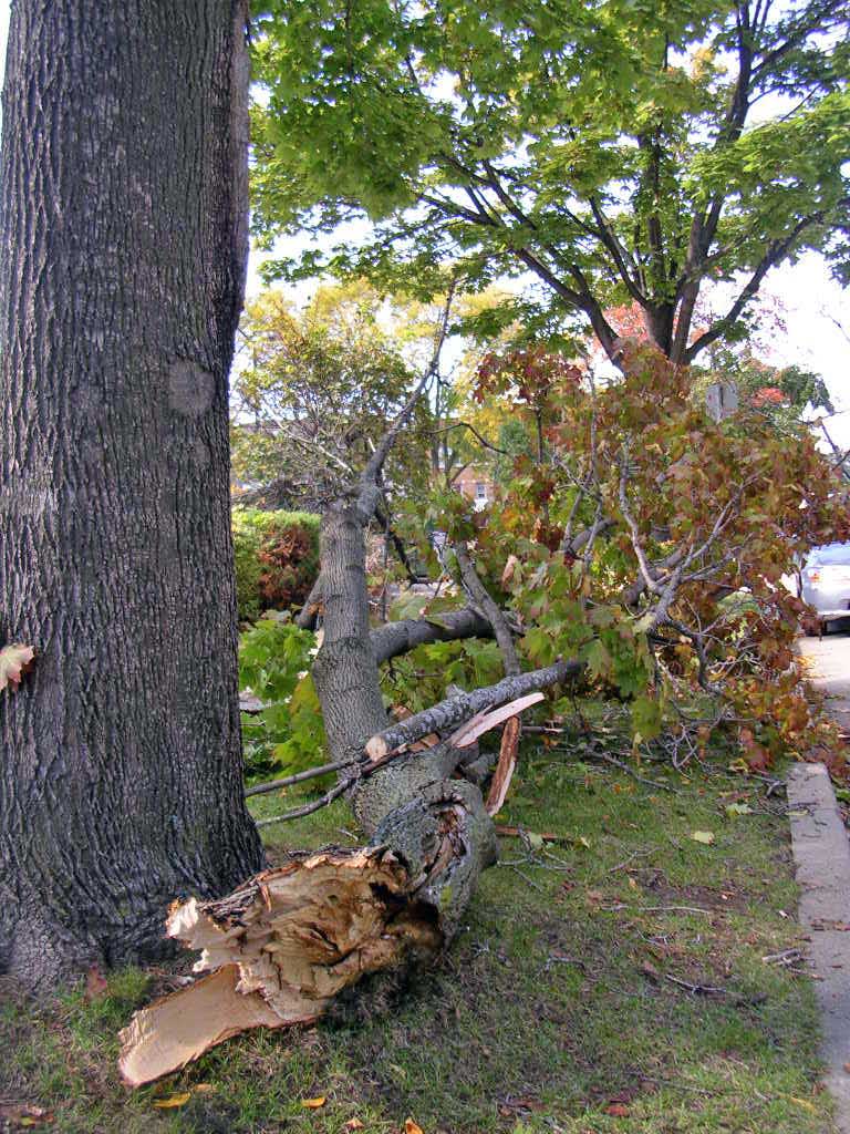 a tree fallen on the ground next to a house
