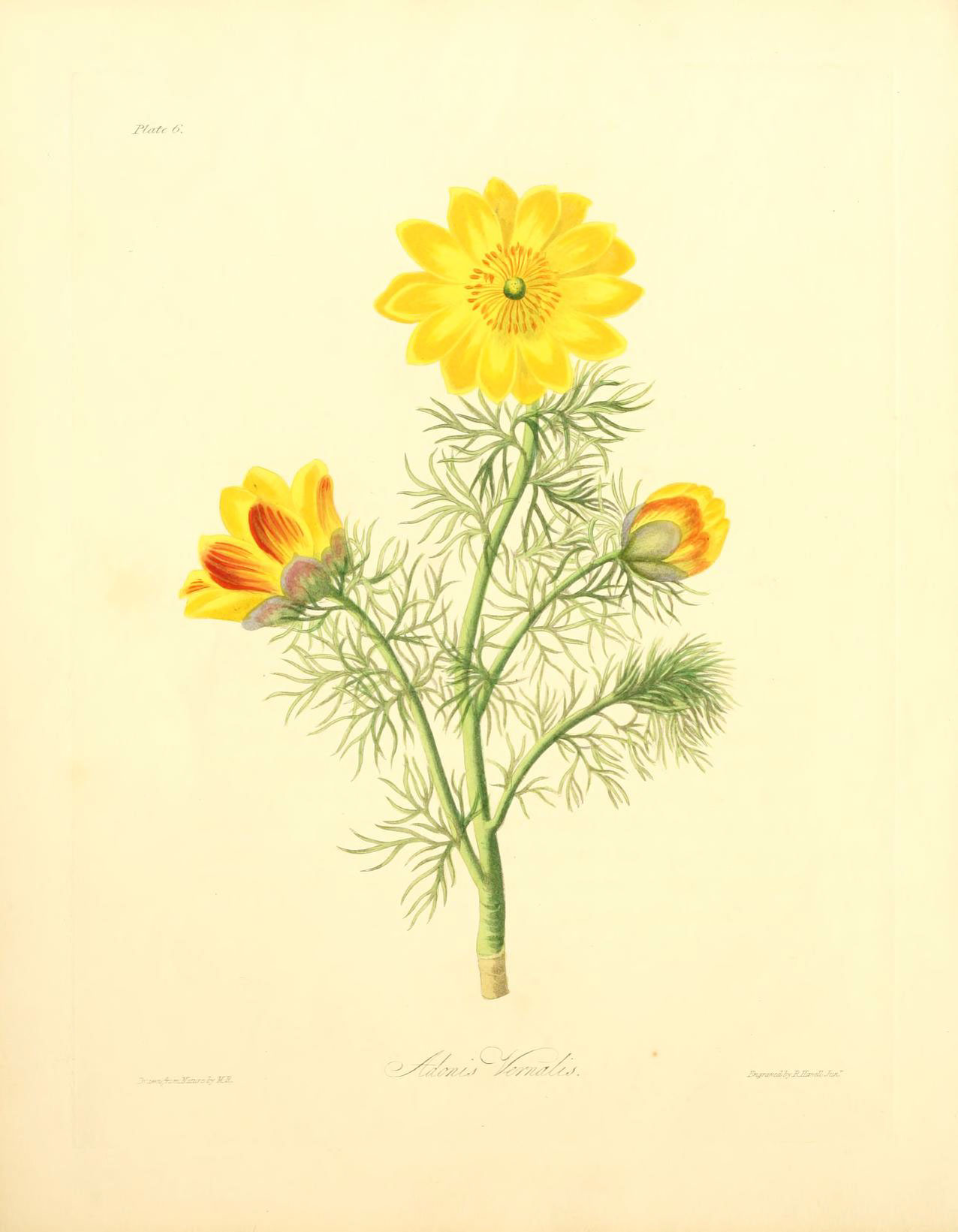 a watercolor drawing of a yellow sunflower