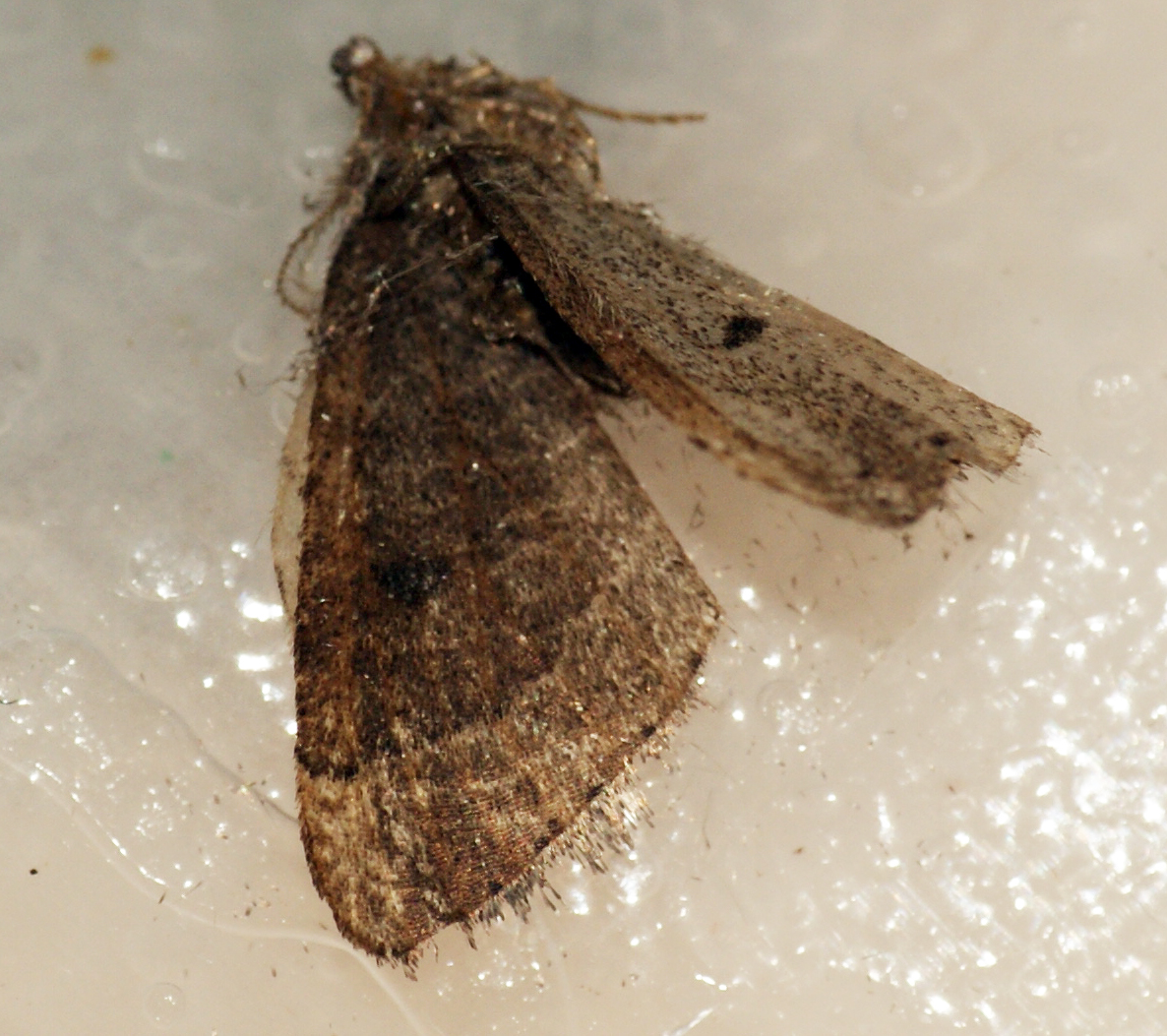 a brown moth on the surface of a sink