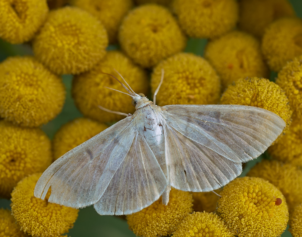 a white moth on some yellow flowers