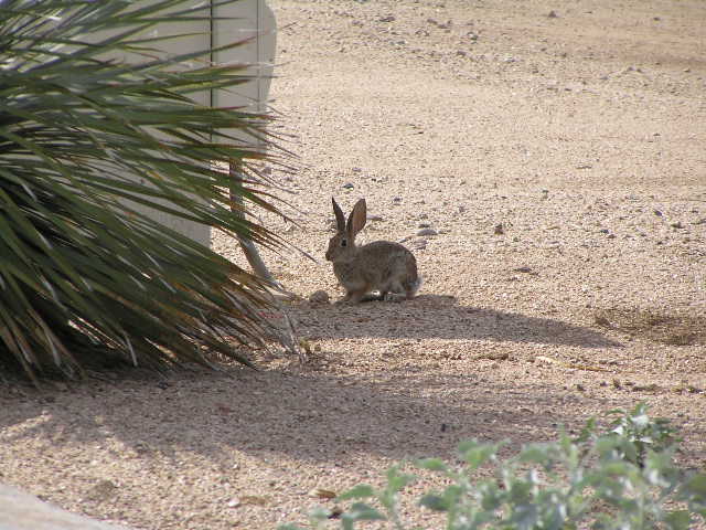 a brown bunny rabbit on a desert landscape
