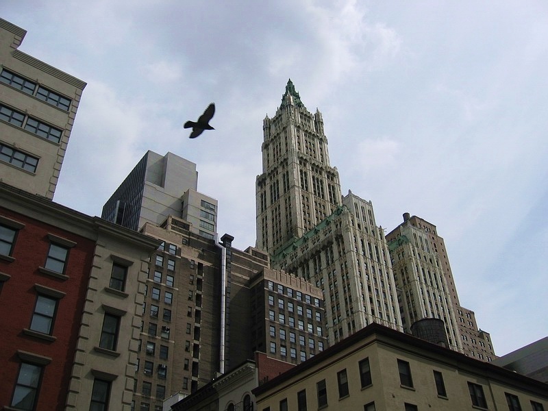 a bird flying over a row of tall buildings