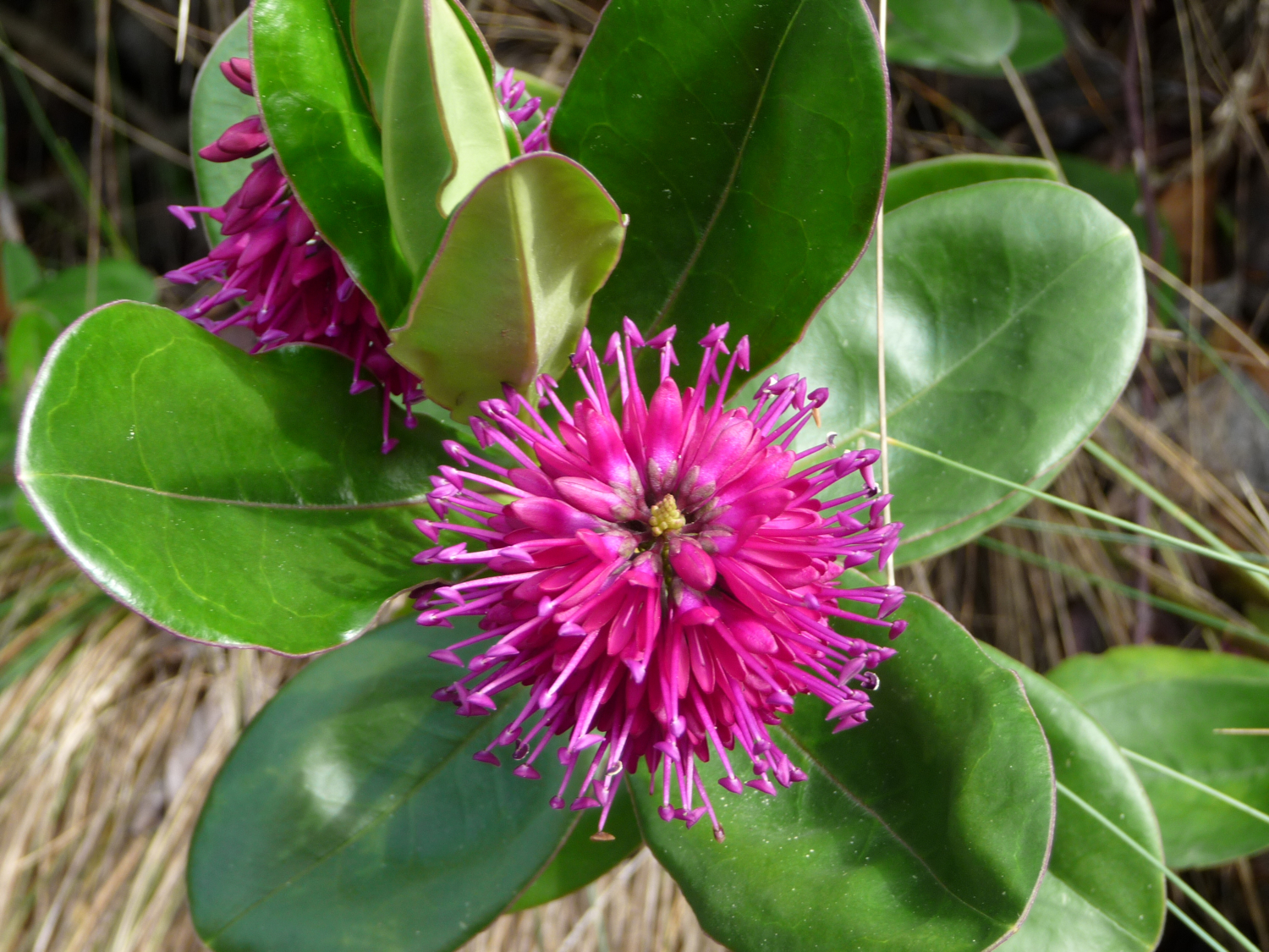 a small purple flower on top of a leaf