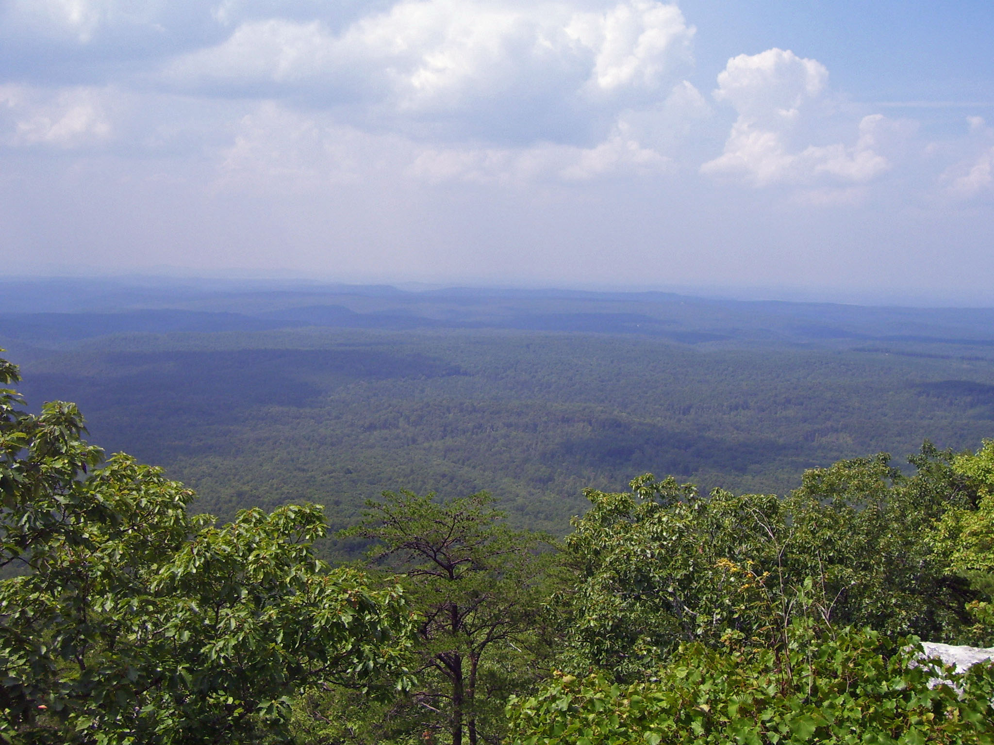 trees overlook a vast rolling landscape and forest