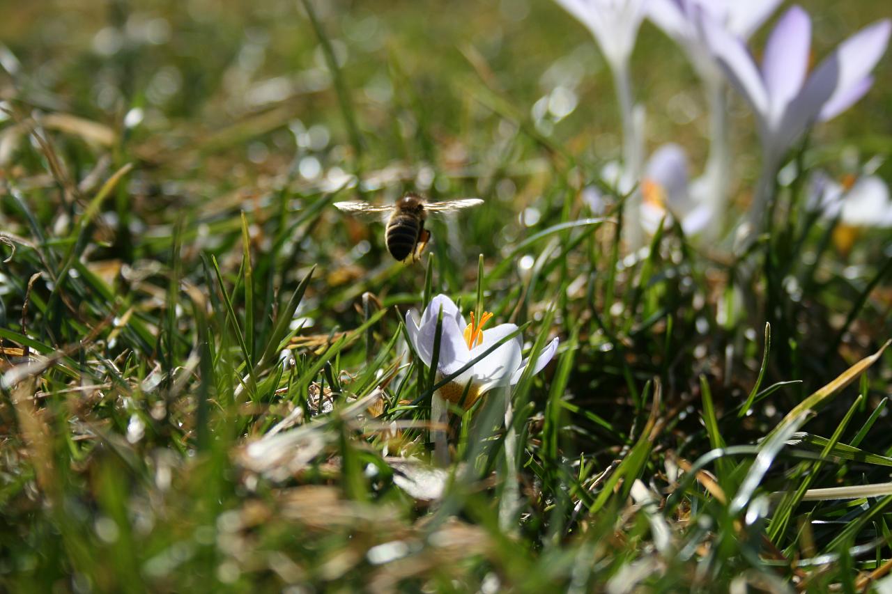 bee pollting into a daisy flower in the sun