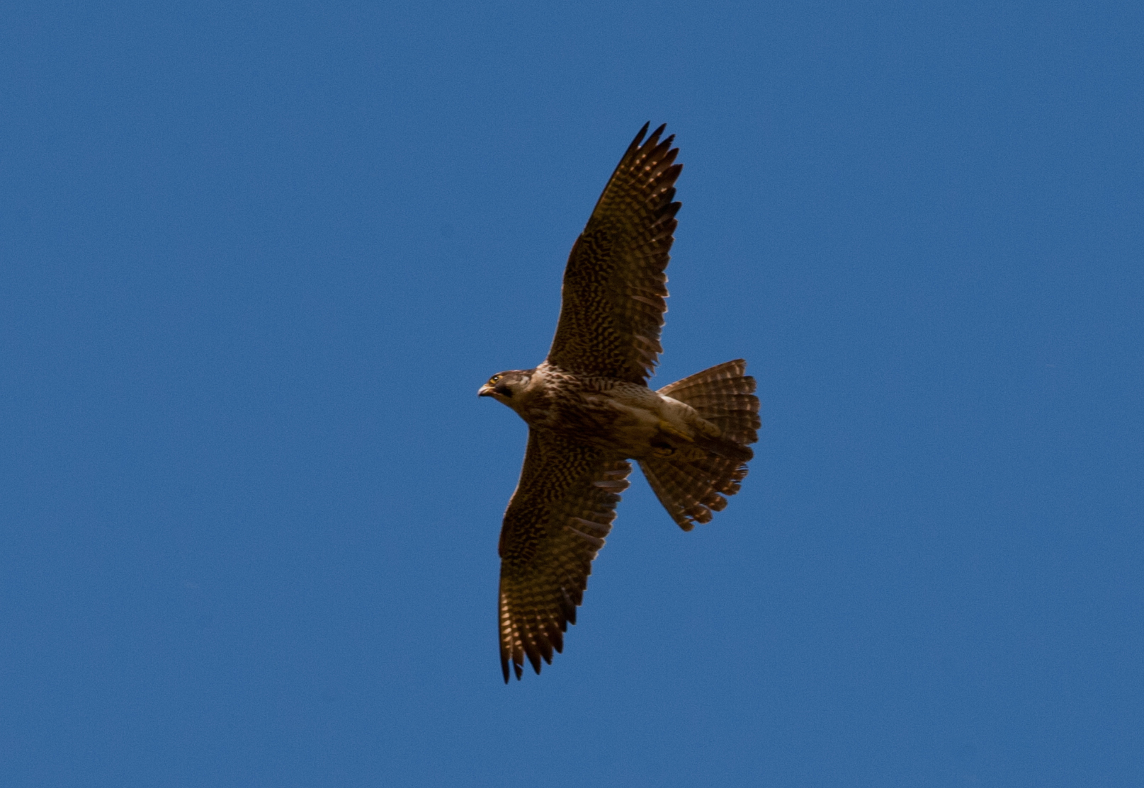 the bird is flying in the clear blue sky