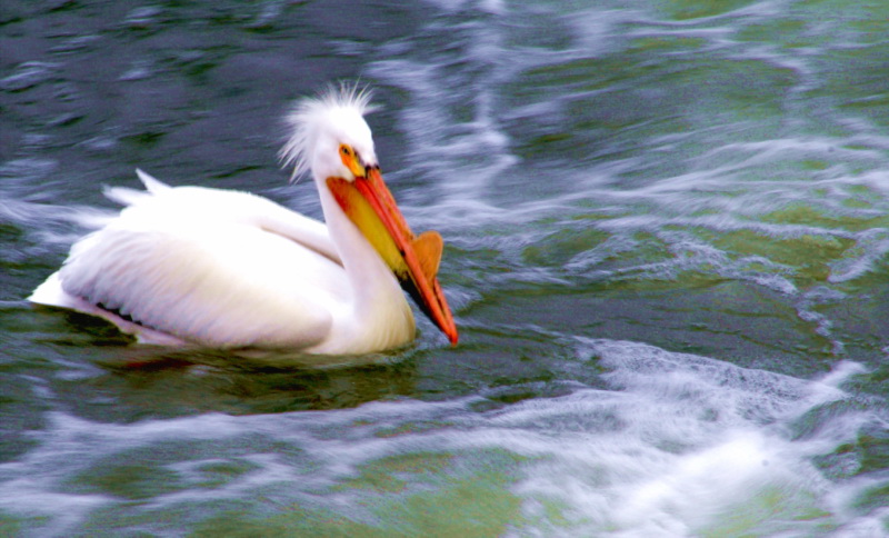 a white and orange bird with a long beak swims through the water