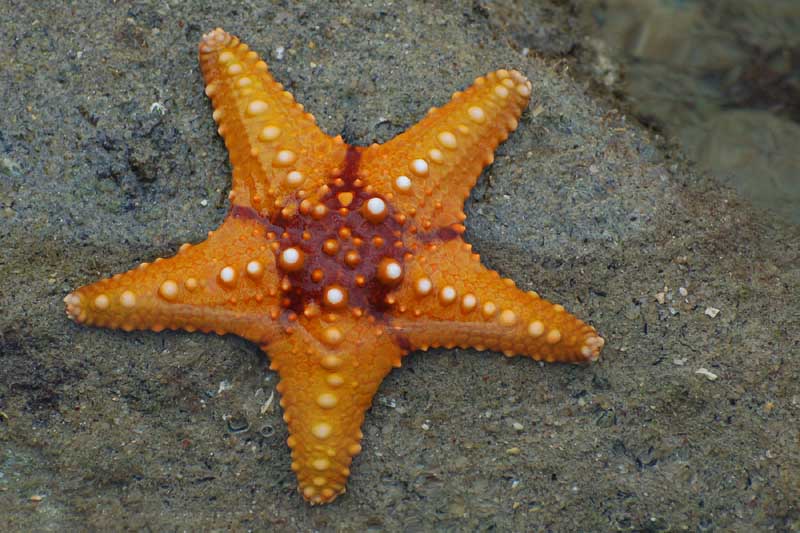 a starfish resting on sand with bubbles in its back