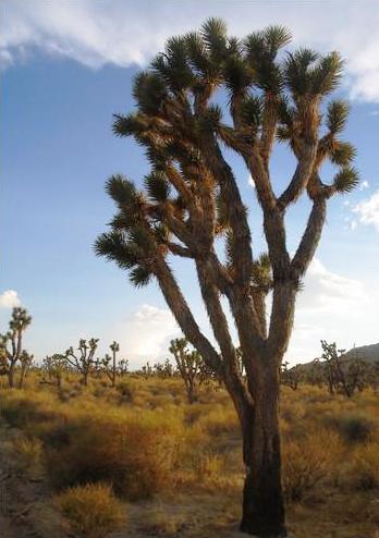 a tree with large, green leaves stands in the middle of an open desert
