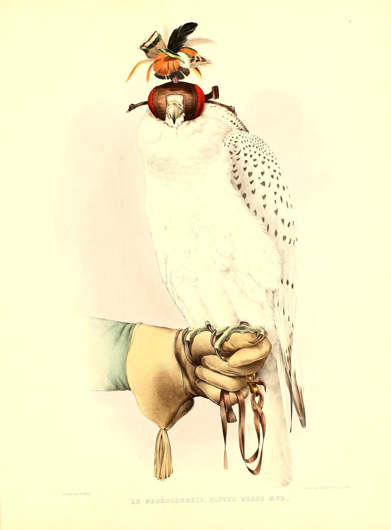 this illustration depicts a large owl sitting on the palm of an arm