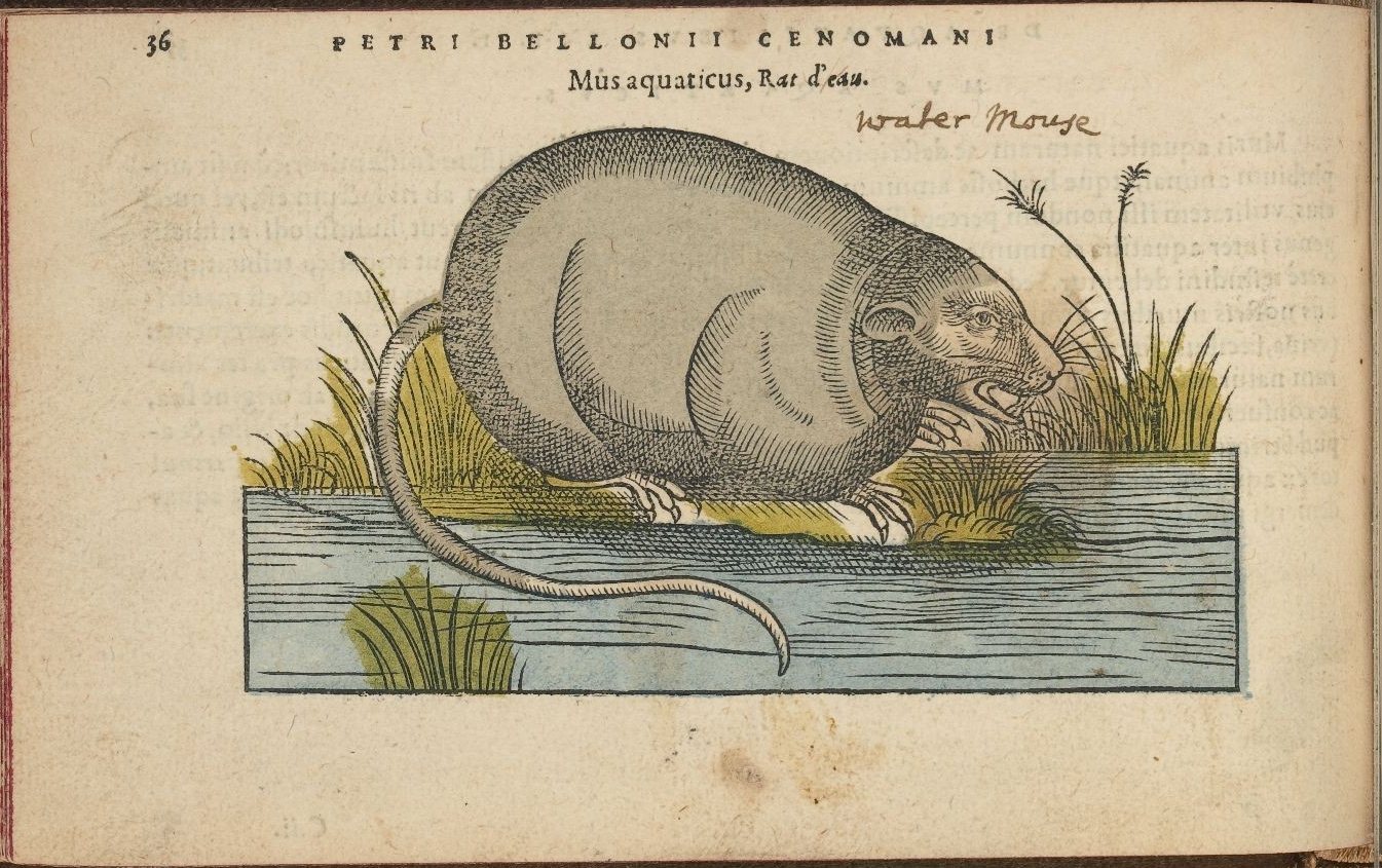a drawing of a rat standing next to a body of water
