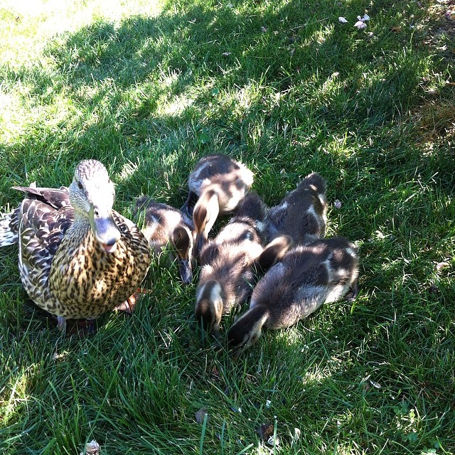four young ducks in a field eating grass