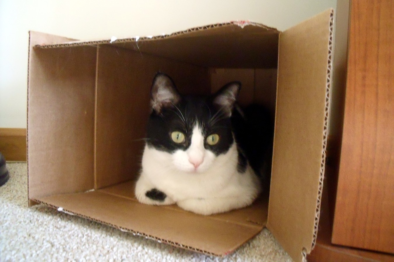 a black and white cat is sitting inside a cardboard box