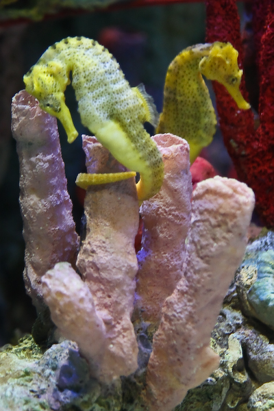 a yellow sea horse swimming among the corals