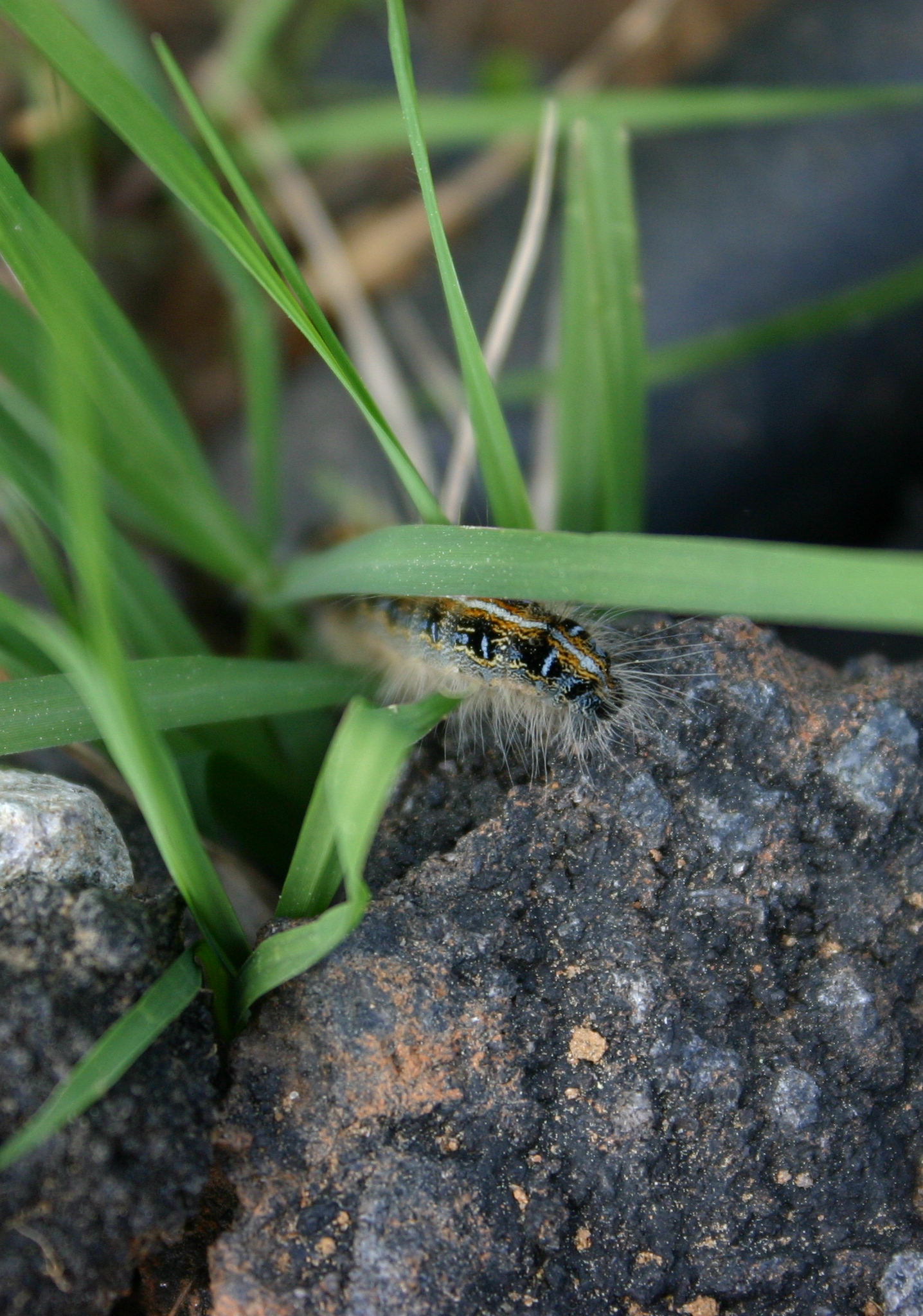 a little bug sitting on top of a plant