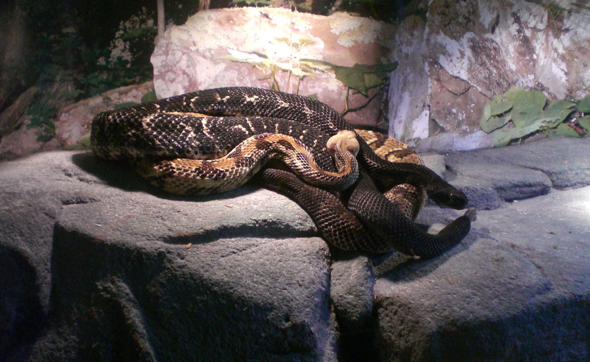 a snake is curled up on rocks inside an exhibit