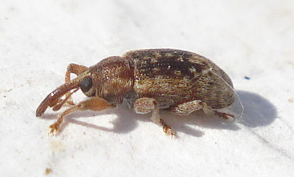 a brown bug on the white sand in the daytime