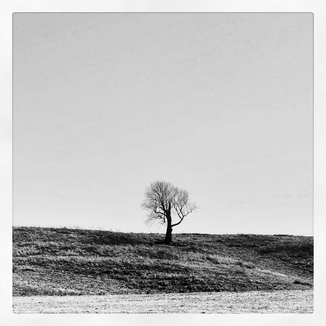 a lone tree stands at the edge of a grassy hill