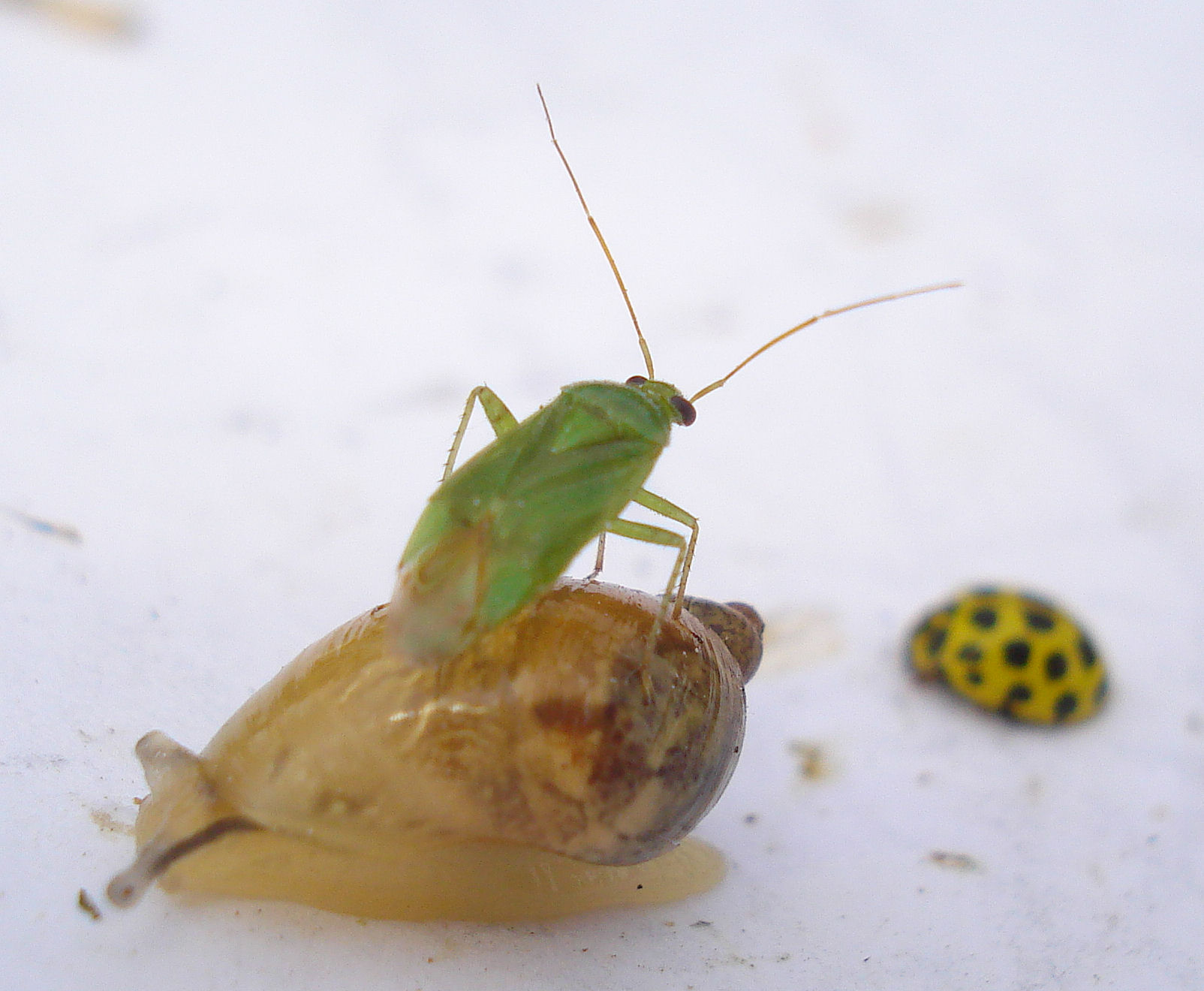 a small green bug is sitting on the side of a snail