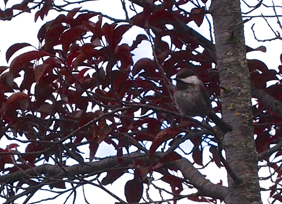 a bird perched on a leaf covered tree nch