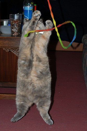a cat standing on its legs playing with a rope