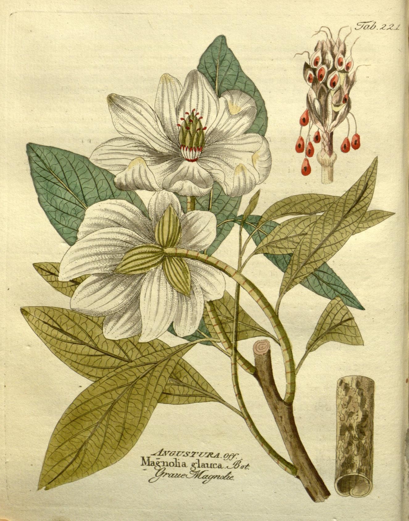 a drawing of two white flowers on a green stem