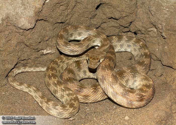 a rattle curled up in dirt, on a surface