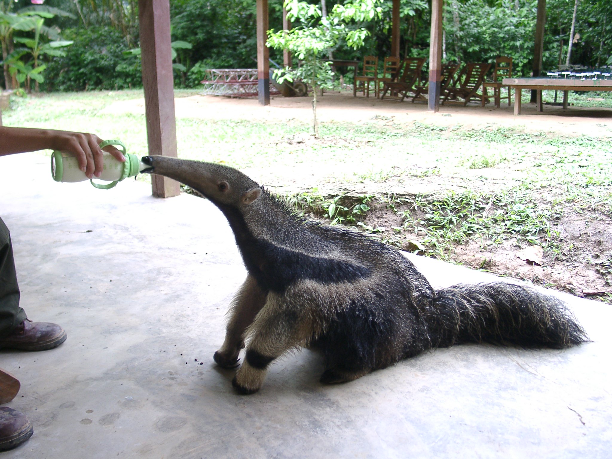 an animal drinking out of a plastic water bottle