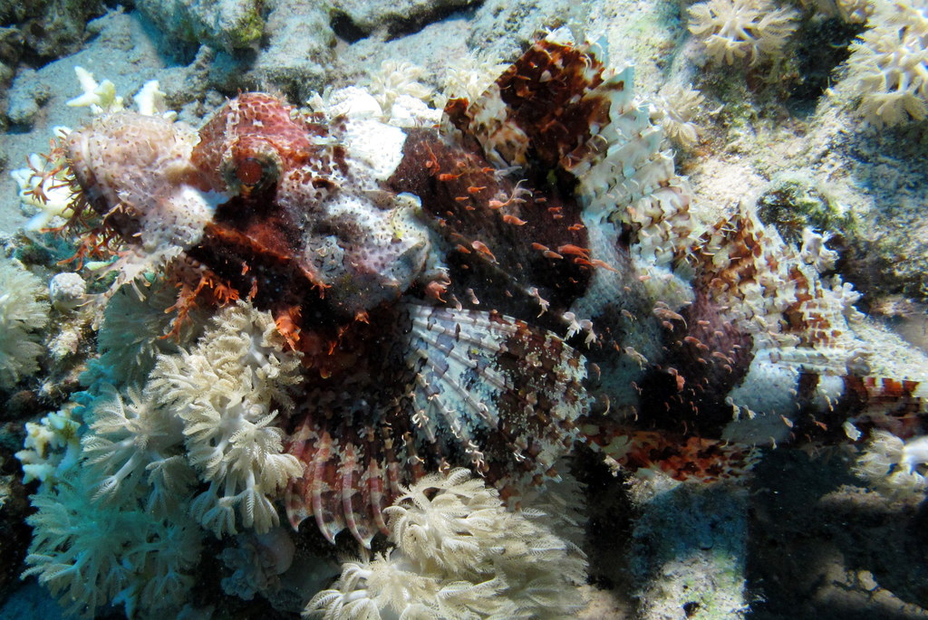 the underwater sea life is covered in a variety of corals