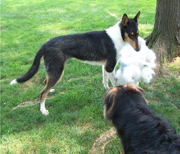 two dogs playing with a stuffed dog in the grass