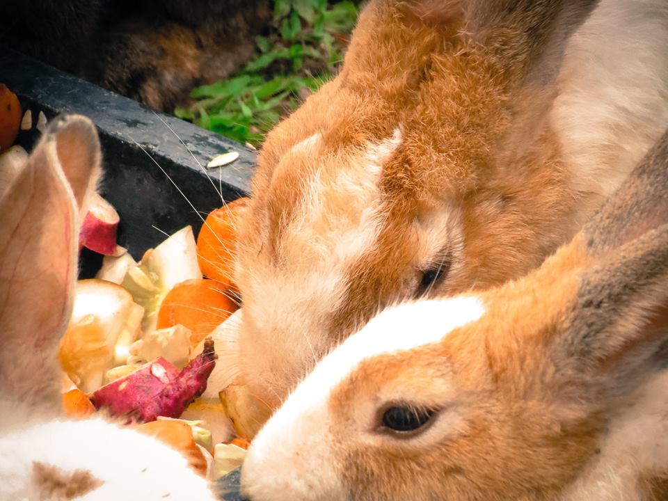 two rabbits in their pen eating out of a bowl