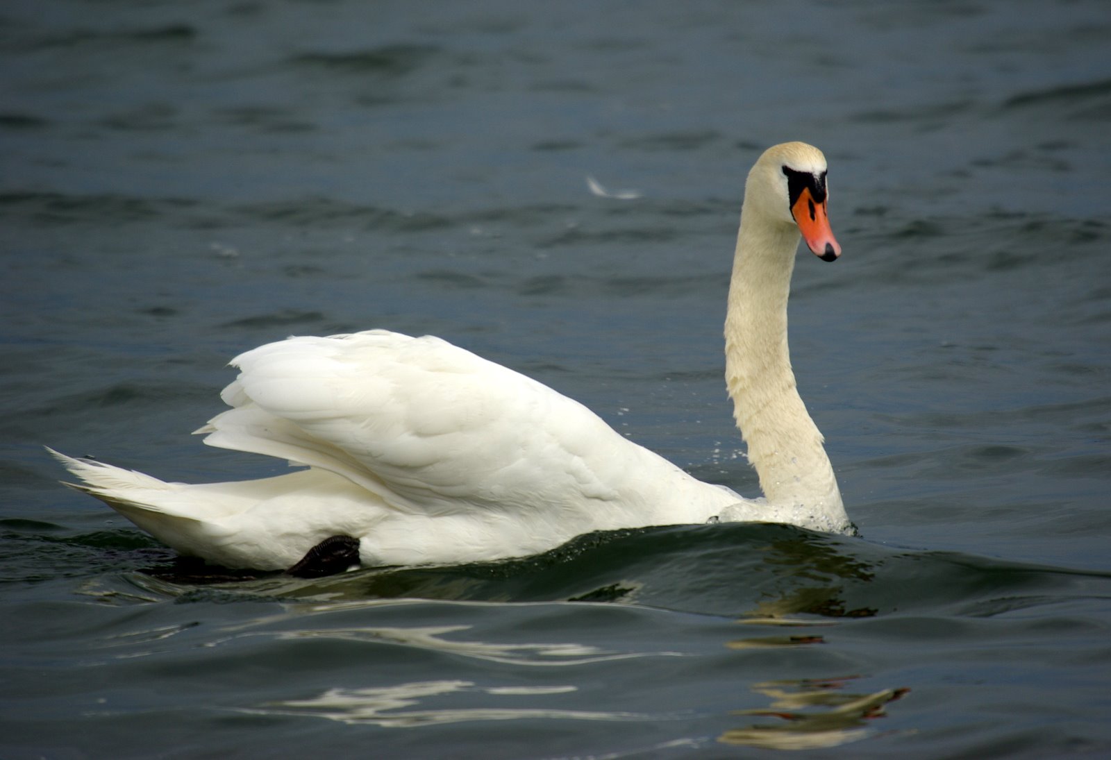 a swan with its front wing extended in water