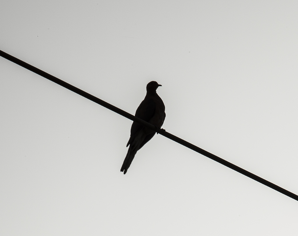 a bird perched on a power line, looking down