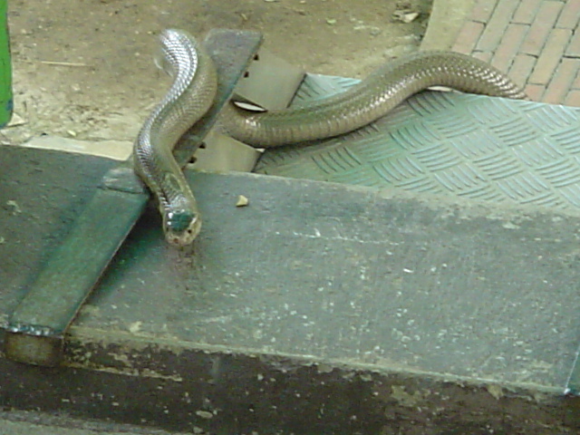 a large snake sitting on a metal shelf
