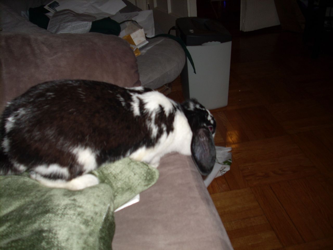 a small rabbit is curled up on the couch