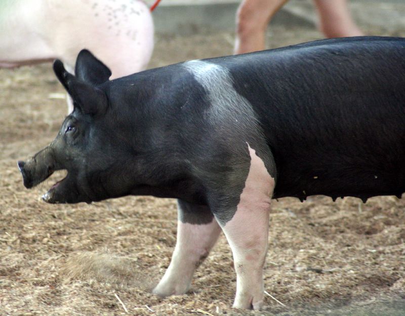there is a pig that is walking on some dirt